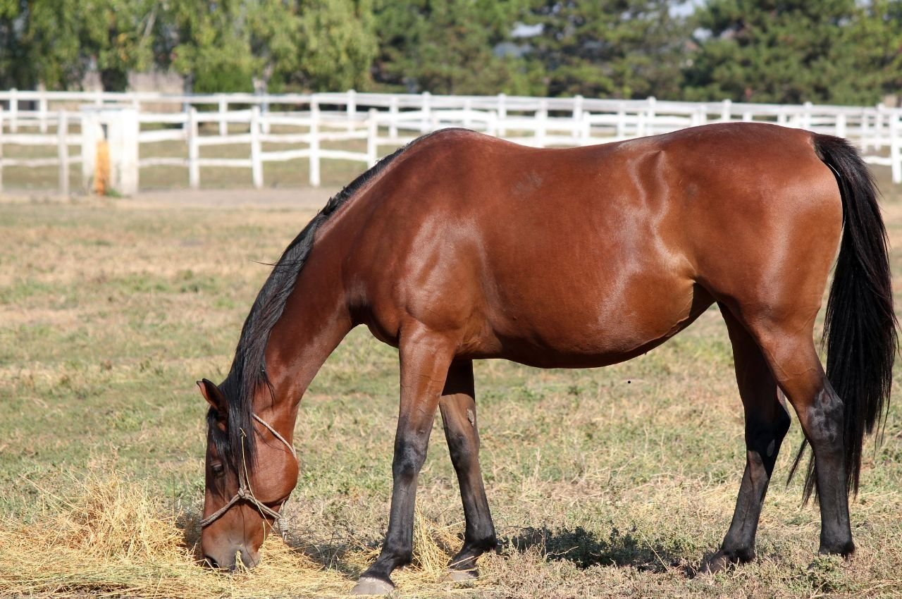 Foals & Yearlings