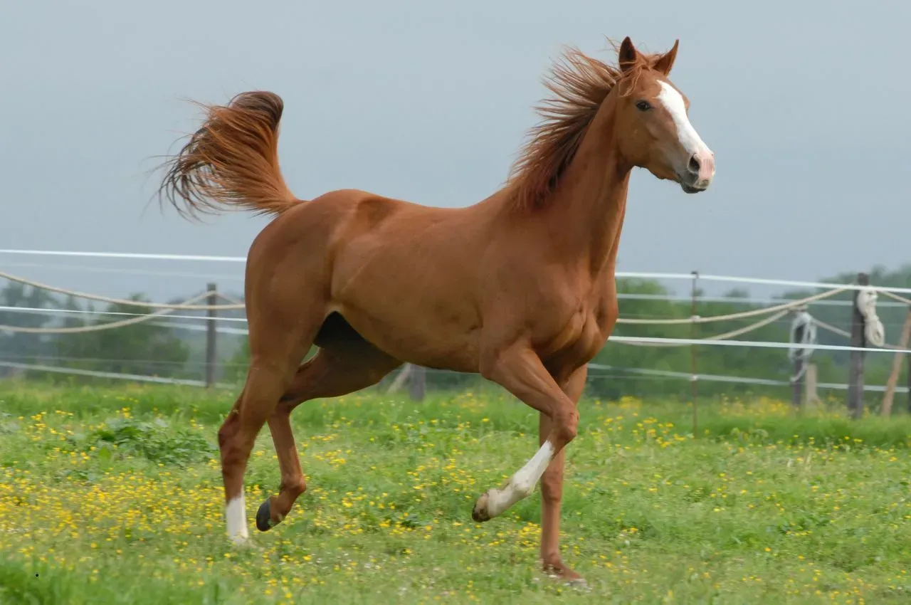 Sport Horses